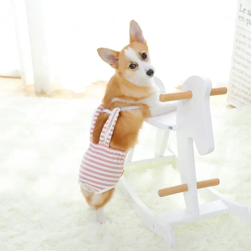 Petit chien sur un support portant un short physiologique lavable pour le style et le confort