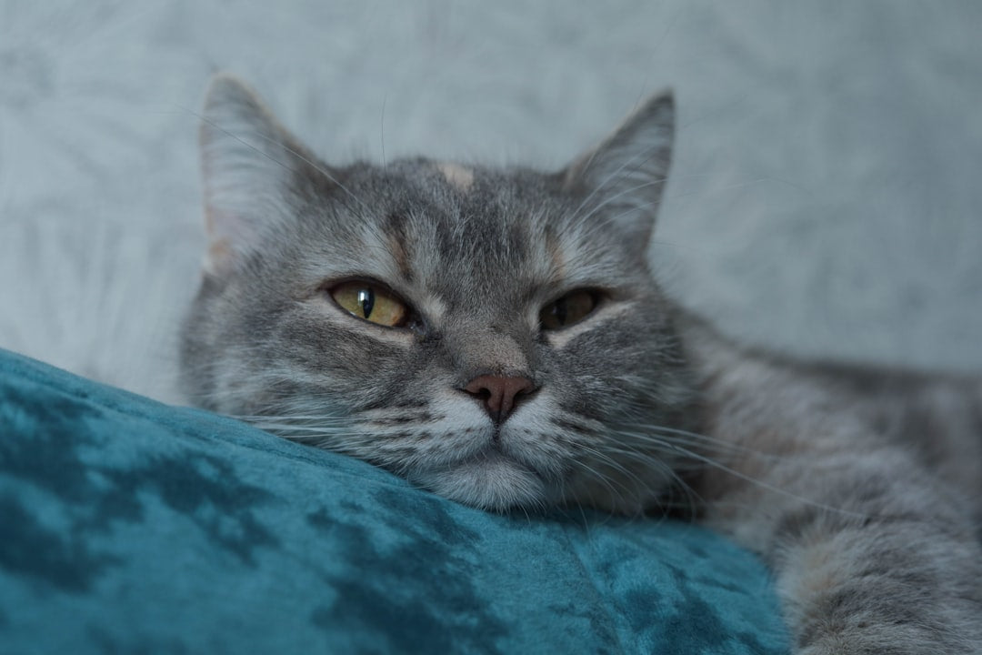 Donde estan las gatas Una mirada científica a su hábitat