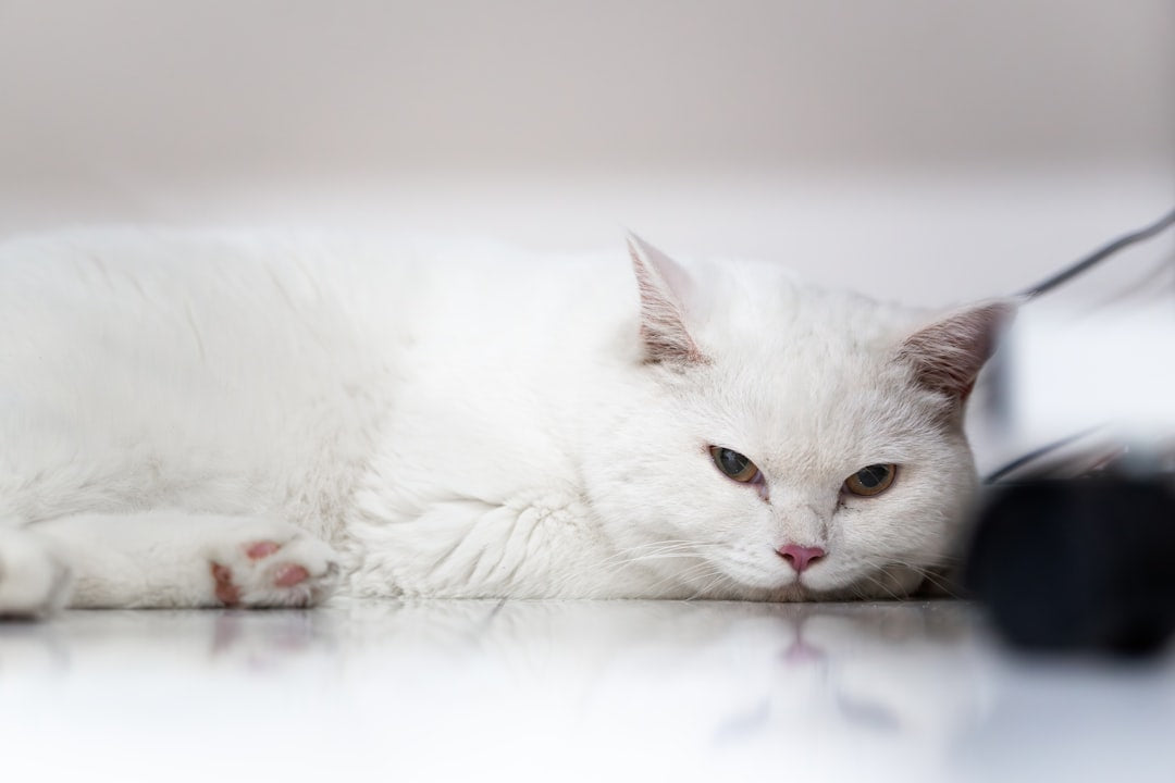 Ako rodí mačka z pohľadu veterinárnej vedy