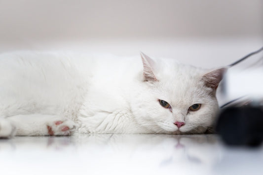 Ako rodí mačka z pohľadu veterinárnej vedy