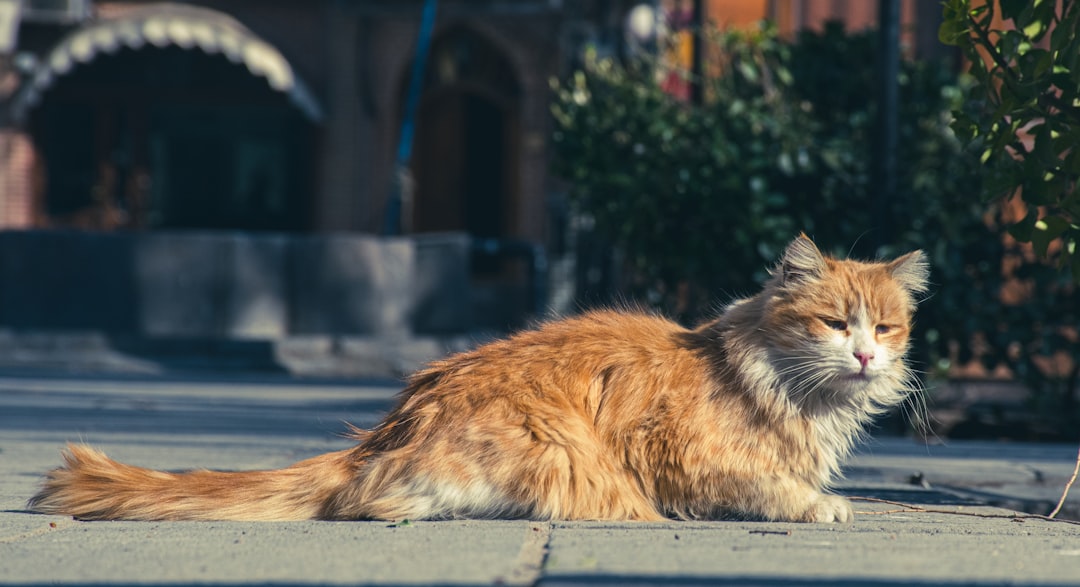 Waarom de kop van de kat is jarig wetenschappelijk verklaard