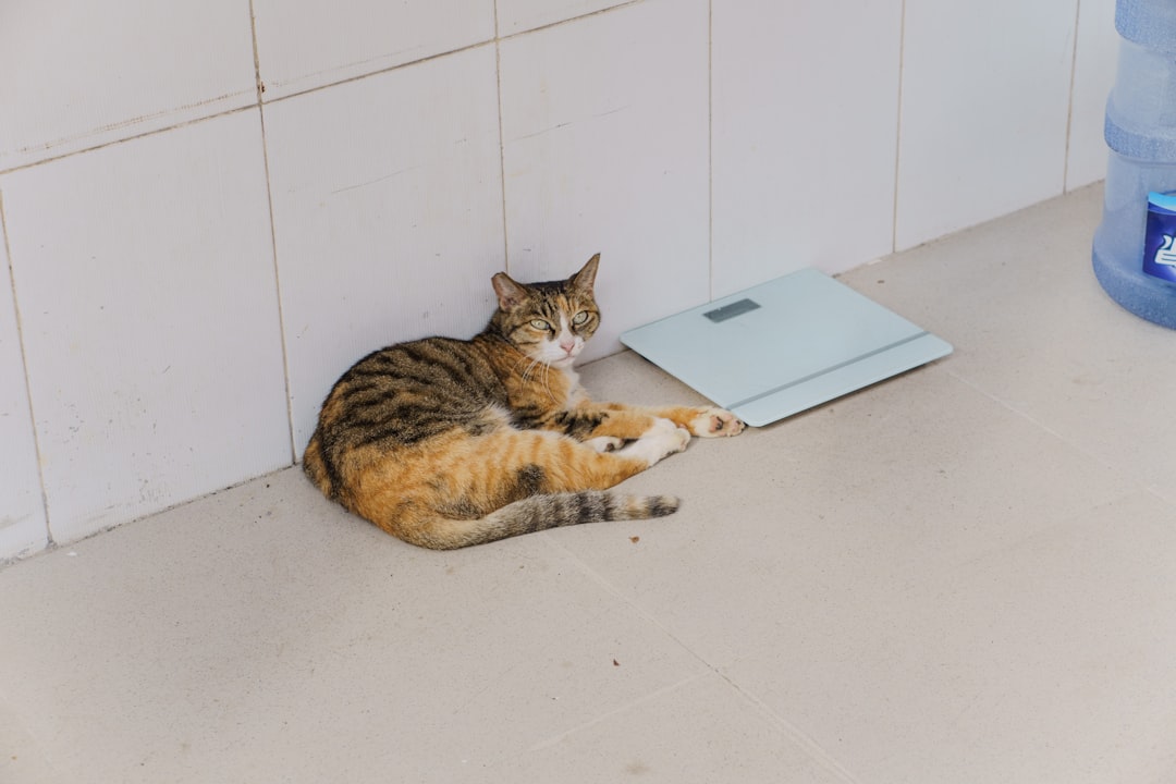 Hvor gammel blir katter og hva sier forskningen om det