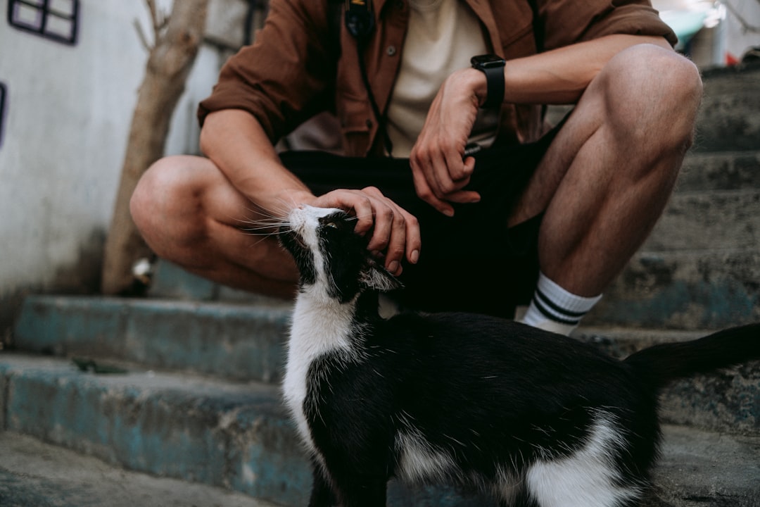 Kedi Evi Seçimi Bilimsel Kriterlerle Sağlıklı ve Konforlu Yaşam
