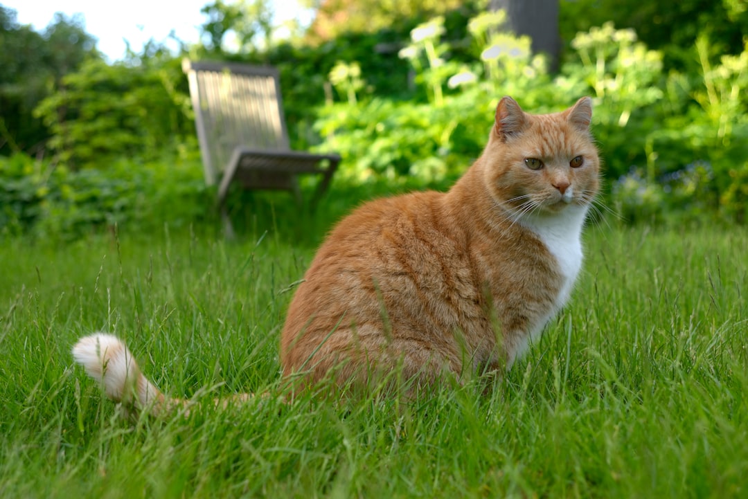 Wie oft Katze entwurmen Forscher geben klare Empfehlungen