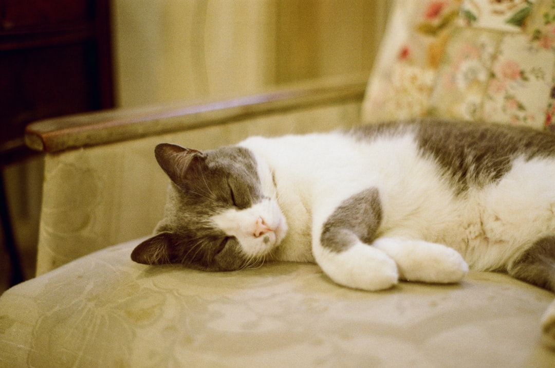 Hegðun kattardýra útskýrð eins og grár köttur í ringuja