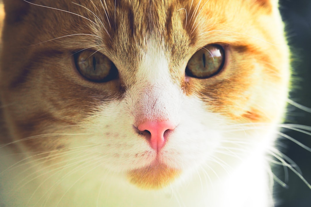 Rüyada kedi sevmek ne anlama gelir bilimsel yorumlar