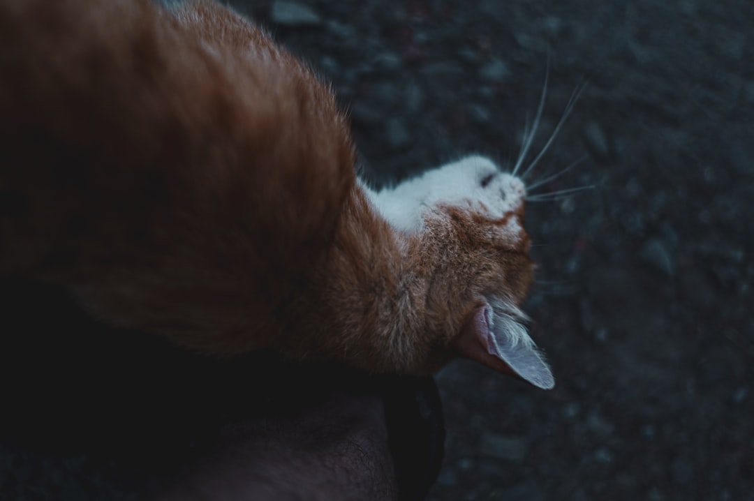 Cómo ahuyentar gatos de forma efectiva y basada en ciencia