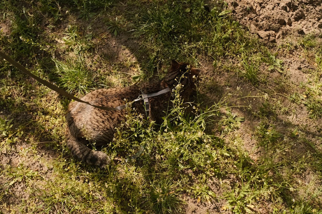 Επιστημονική ανάλυση για μαυρος γατος Παγκρατι