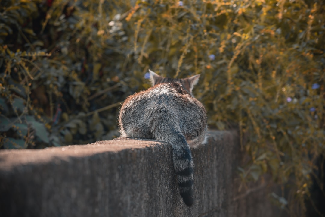 Ako sa prejavuje chora mačka podľa veterinárnych štúdií