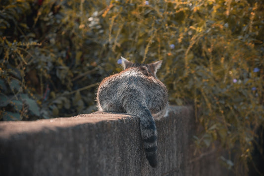 Ako sa prejavuje chora mačka podľa veterinárnych štúdií