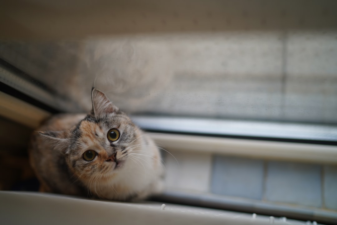 Vísindaleg greining á sambandi köttur klukka hreindýr