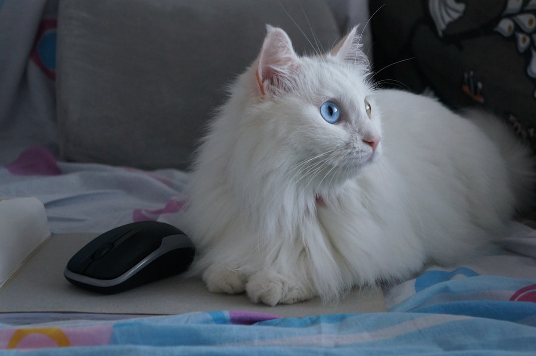 Επιστημονικά δεδομένα για την ανάπτυξη των γατακια