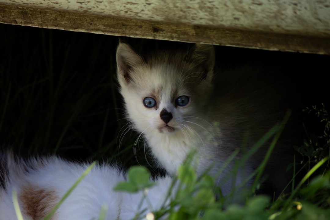 A Curiosidade Matou o Gato sob a Lente da Ciência