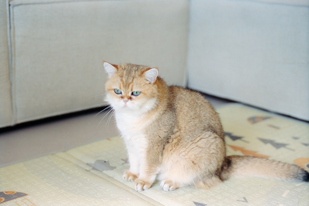 Wie sehen Katzen bei Tag und Nacht wirklich Wissenschaft erklärt