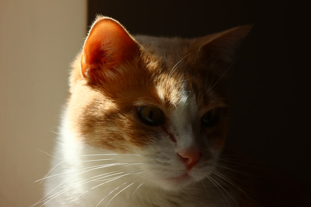 Unlock the Mystery: How Much is a Maine Coon Cat Today?