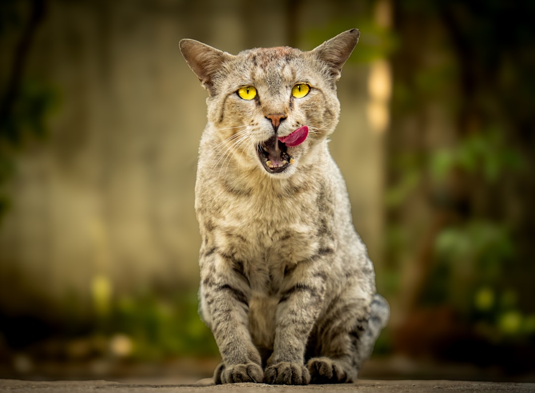 Hvor lenge er katter gravide og hva skjer i drektigheten