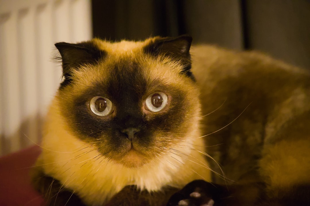 Hoelang kan een kat zonder eten volgens de wetenschap