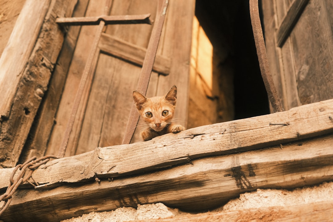 Carmen Kass net worth teaduslik ülevaade ja trendianalüüs