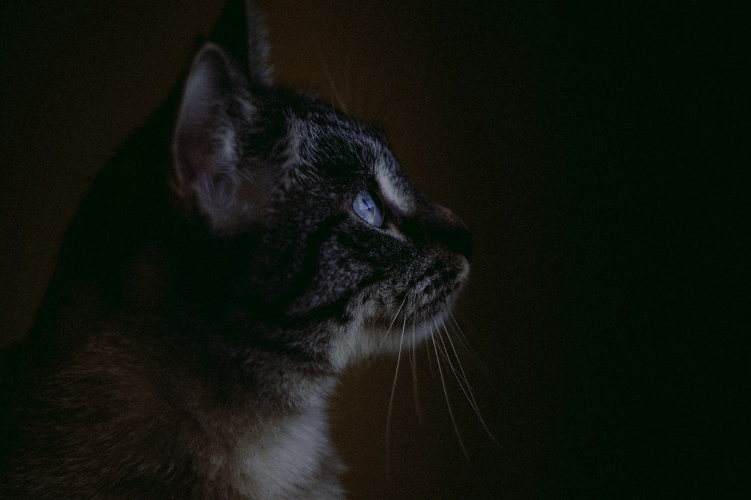 Wie viele Leben haben Katzen Eine wissenschaftliche Analyse