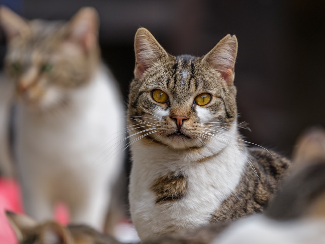 "Comida para gatos: Ciencia detrás de su nutrición"