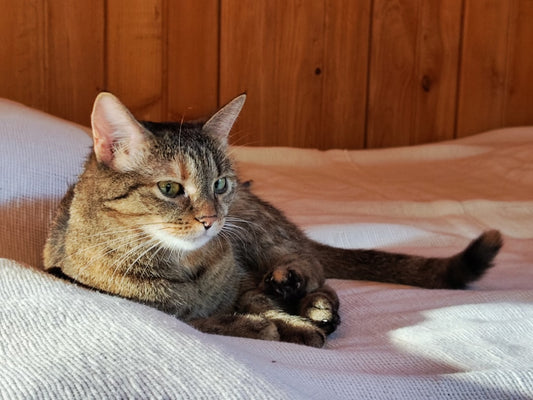 Ako sa pripravuje mačka domáca na zimu podľa vedy