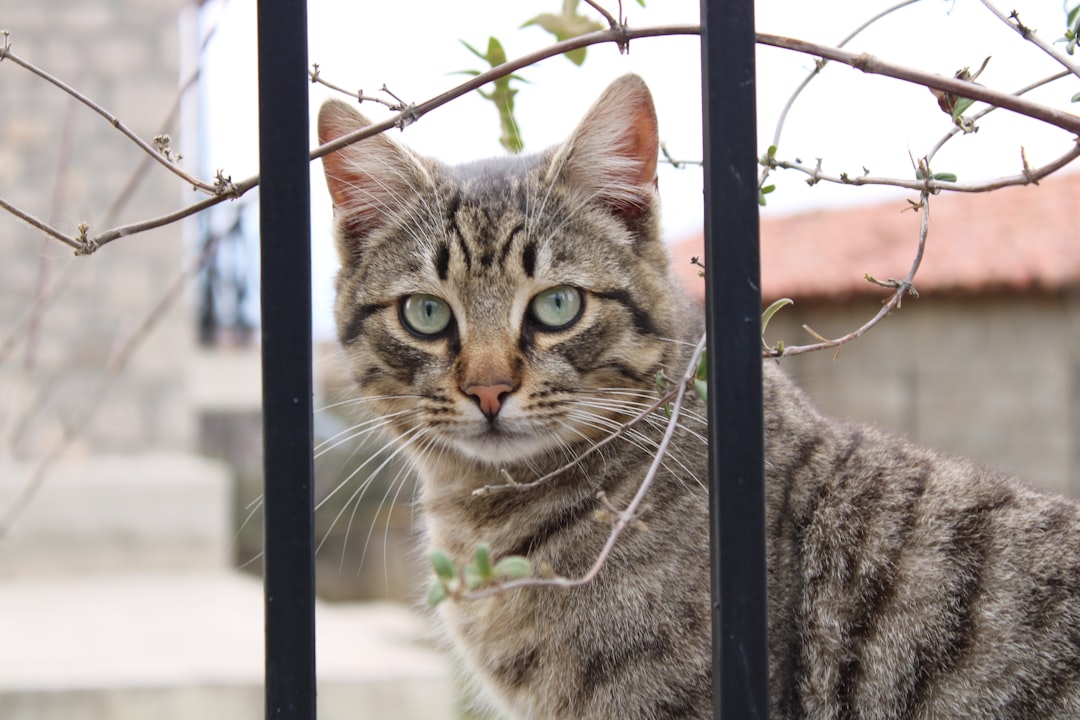 Alder på Katter: Hvor Gammel Blir En Katt?