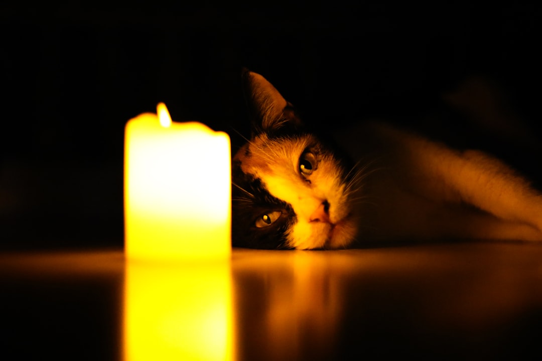 Candle glow beside a relaxed gatto in tangenziale, illustrant une situation paisible.