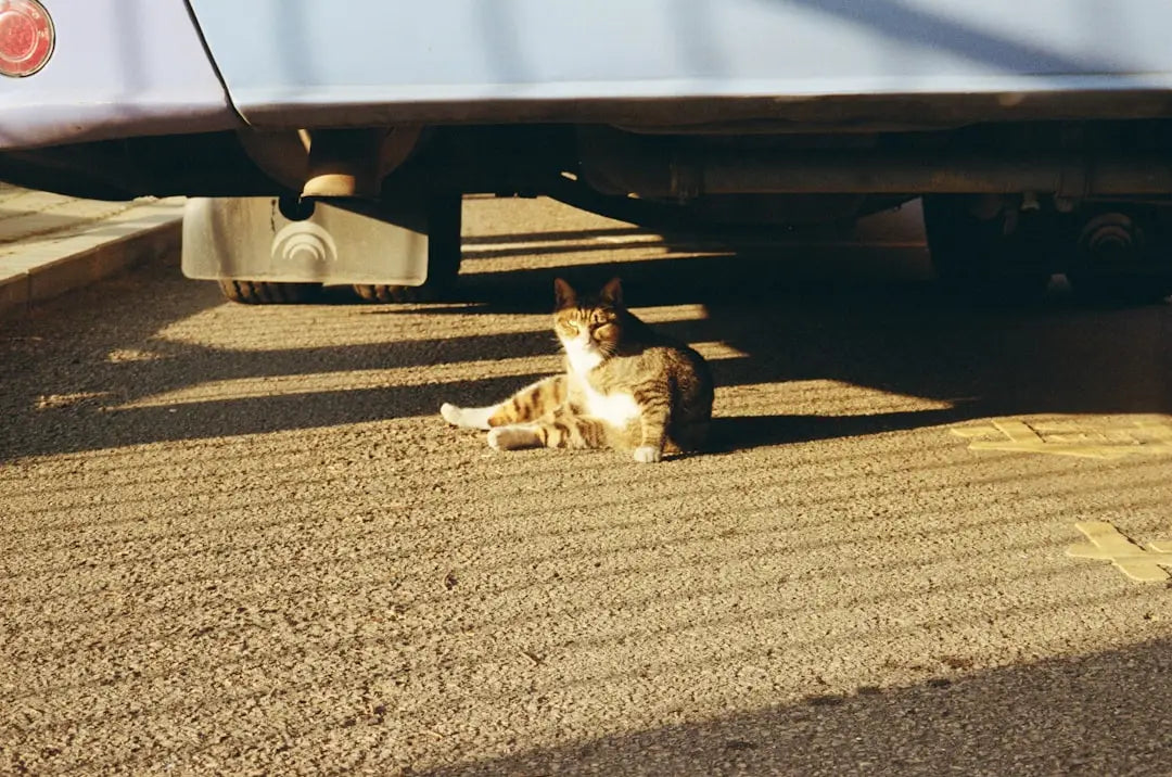 Relaxing tabby cat illustrating kattens levetid og hvor lenge innendørs katter lever.