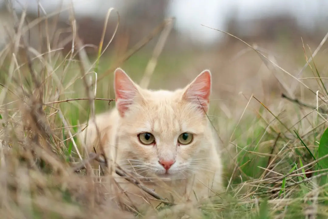 Chat orange clair dans l’herbe illustrant pourquoi les mačky pradú.