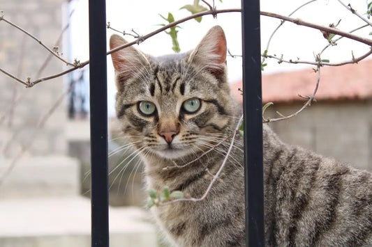 Chat tigré derrière des barreaux, qui peut servir comme source d’inspiration artistique.