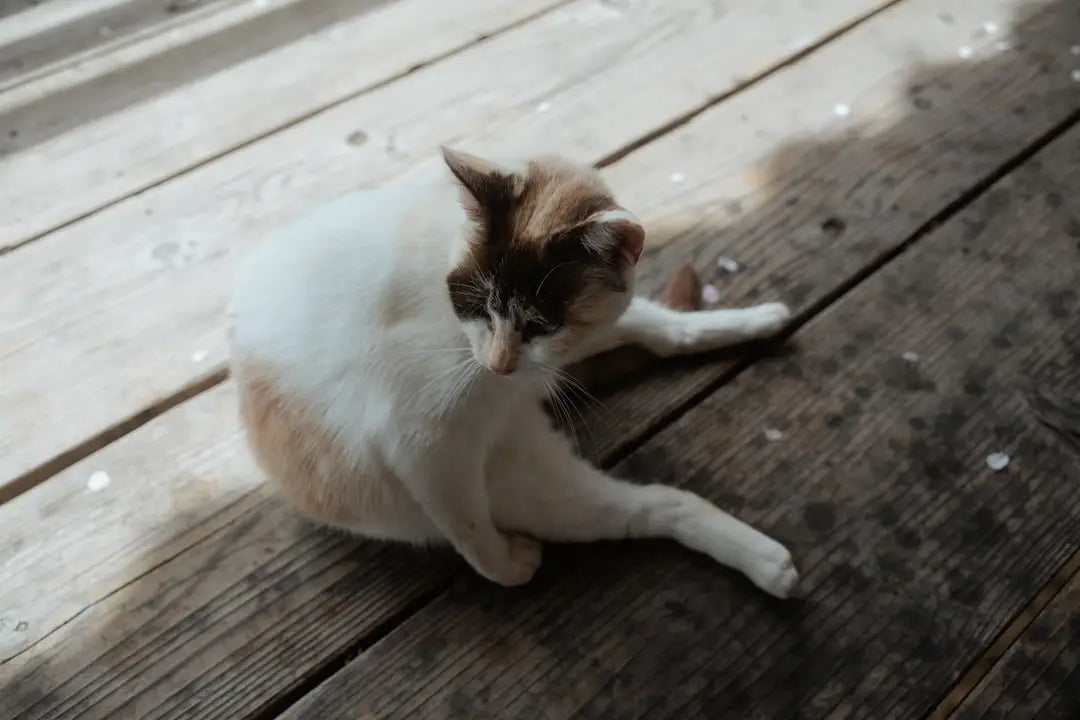 Calico cat grooming, inspired by Bremen Town Musicians’ whimsical charm.