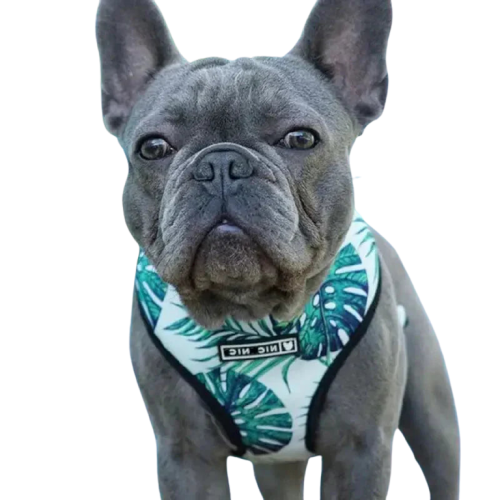 Chien portant un collier banda banda avec Breathable Harnais for Moyens Chiens Transparent Background