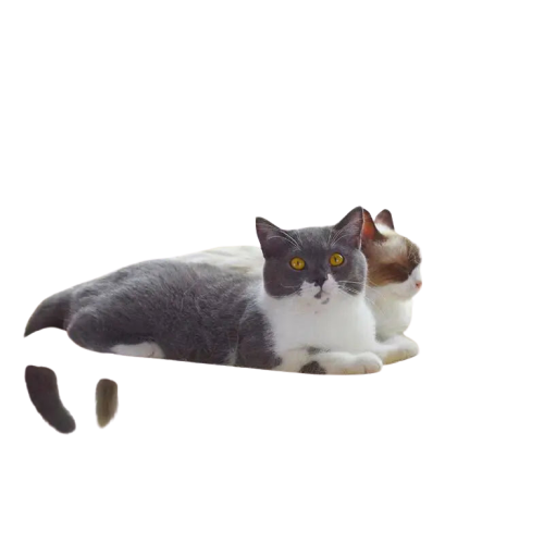 Hamac pour chat | CozyView™ Transparent Background