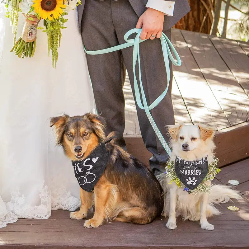 La mariée et le marié avec leurs chiens portant un bandana stylisé capturent des moments spéciaux