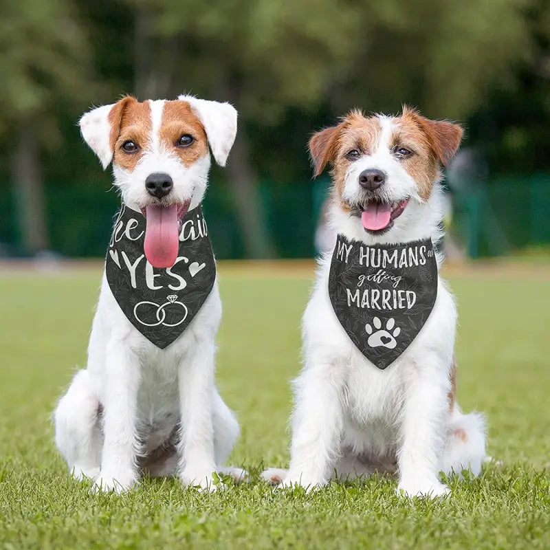 Deux chiens qui profitent de moments privilégiés en portant des bandanas élégants de Stylish Dog Bandana