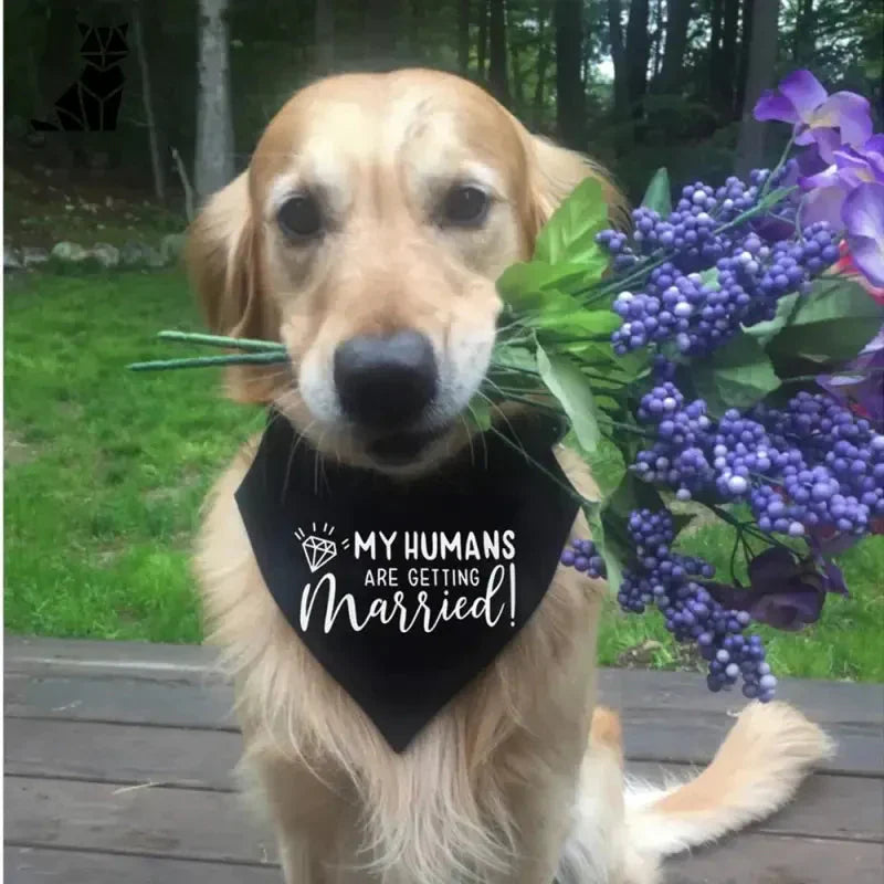 Chien portant un bandana Happy Dog de PetZeal, assis sur une table avec une fleur