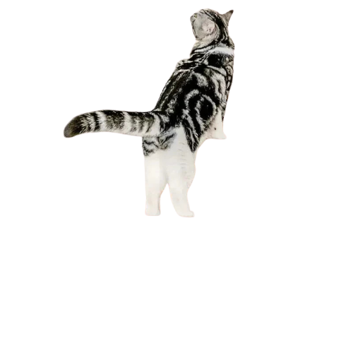 Chat grimpant sur un mur d’escalade pour chats - un espace de jeu vertical unique Transparent Background