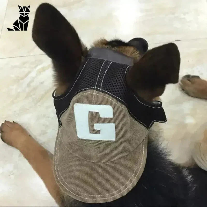 Chien chic portant une casquette en jean avec un numéro pour le style et la protection