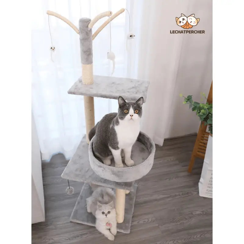 Cat sitting sur Catree arbre à chat, pour le bonheur de votre chat