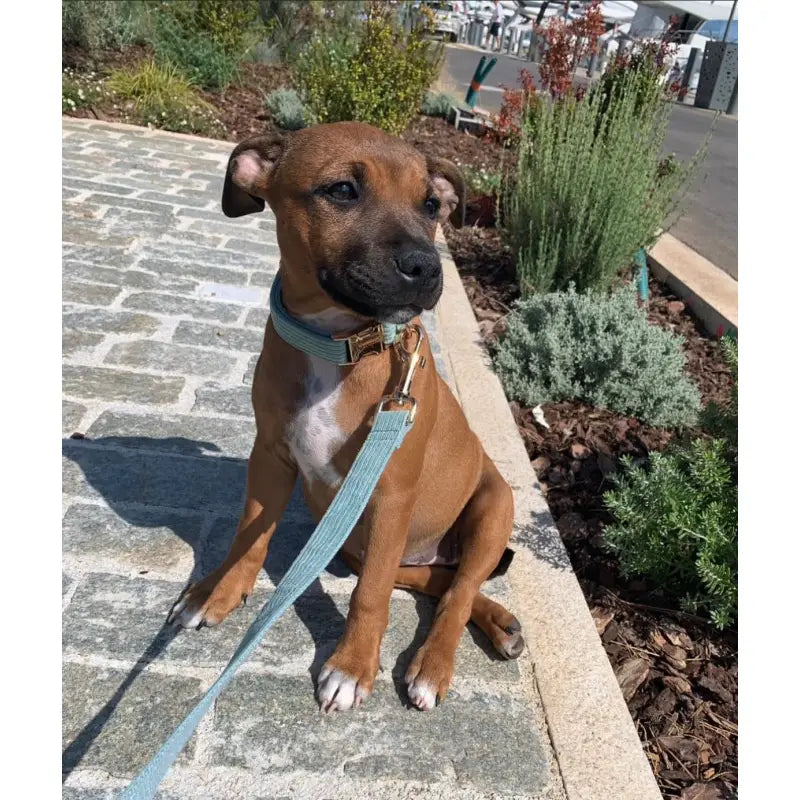 Collier Chien Personnalisé Velours Côtelé Bleu Ciel