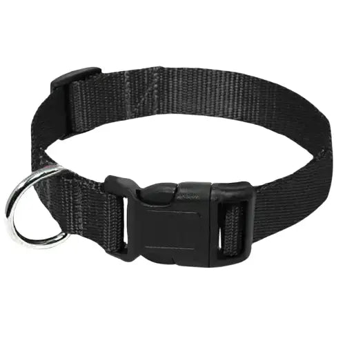 Collier pour Husky Transparent Background