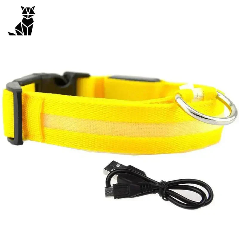 Collier lumineux élégant pour votre compagnon canin