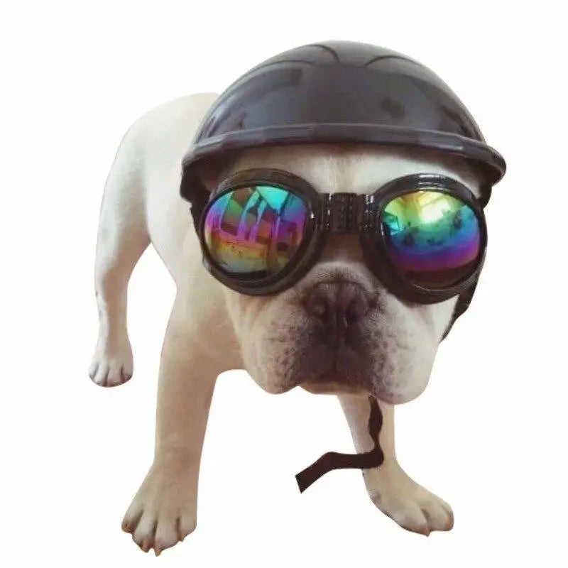 Casquette pour Chien & Lunettes de Motard