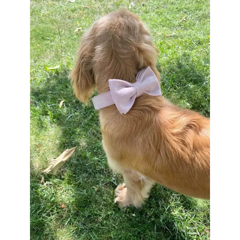 Kit Complet Chien Personnalisé Velours Rose