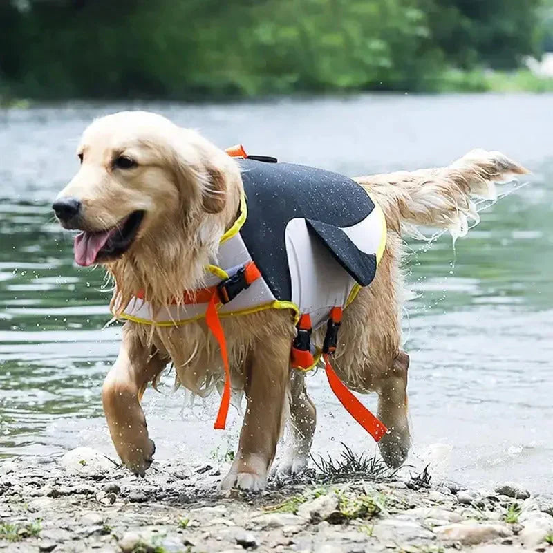 Chien en gilet de sauvetage Shark, avec un design élégant et une flottabilité optimale dans l’eau