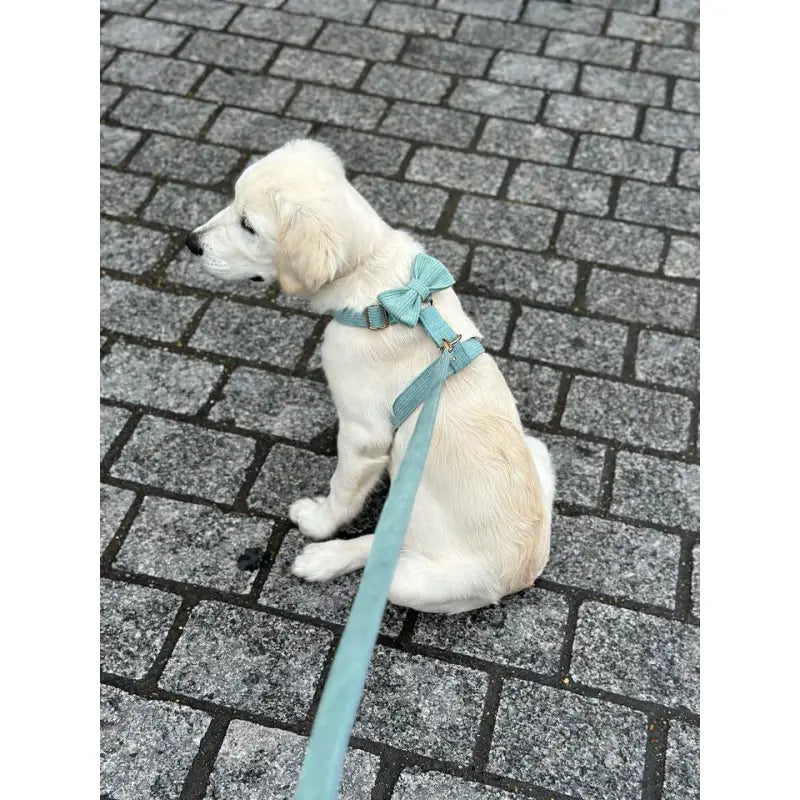 Harnais Chien Personnalisé Velours Bleu Ciel
