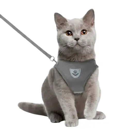 Harnais De Sécurité Pour Chat: Pour De Belles Promenades En Toute Sécurité Transparent Background