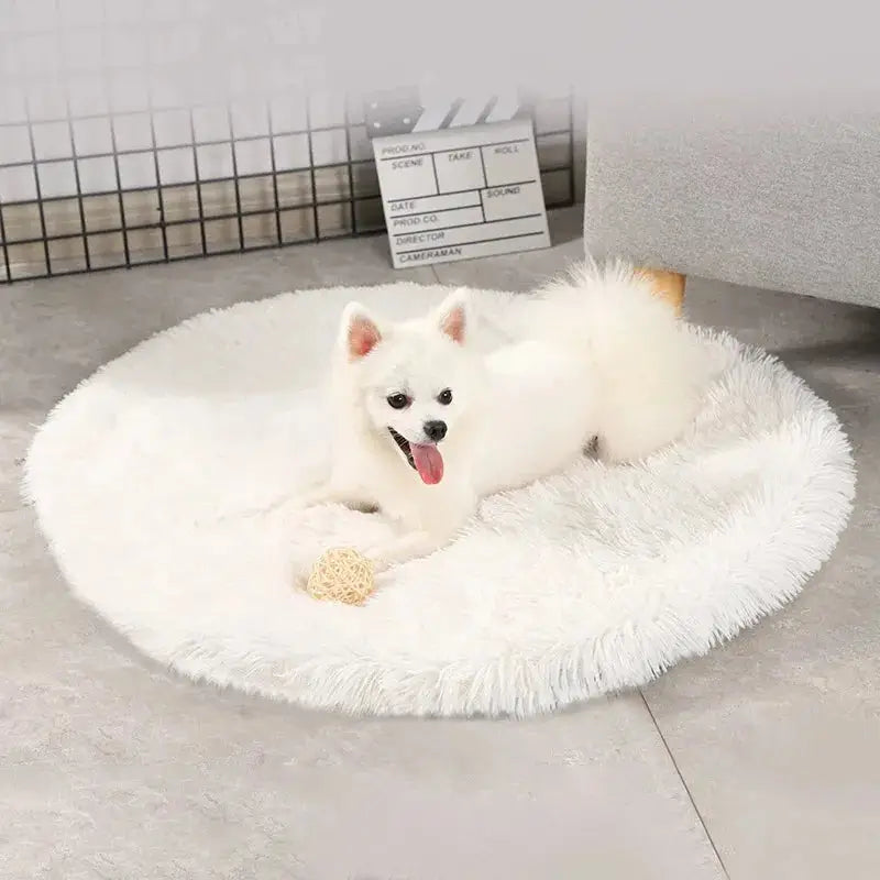 Chien blanc sur un lit doux et rond pour petits animaux