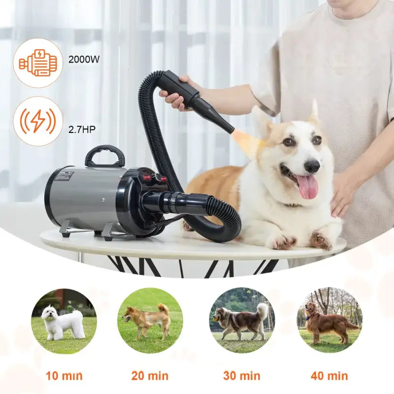 Pulseur pour Chien: L’Expertise votre Compagnon